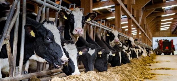 Technisch advies: Wat zijn de beste armaturen voor LED stalverlichting?